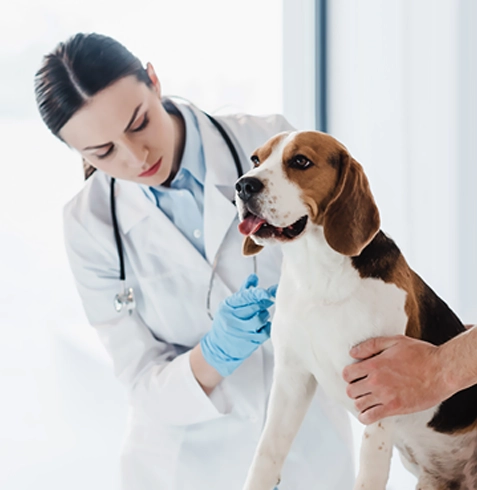 Yalıhüyük Veteriner